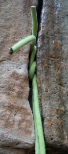 Datei:Knoten 1.jpg